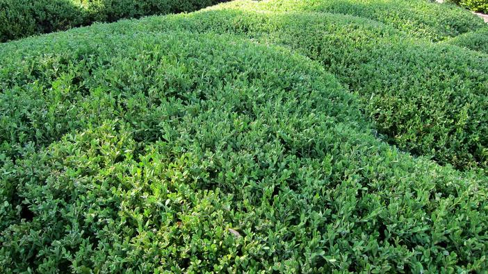 Buxus sinica image