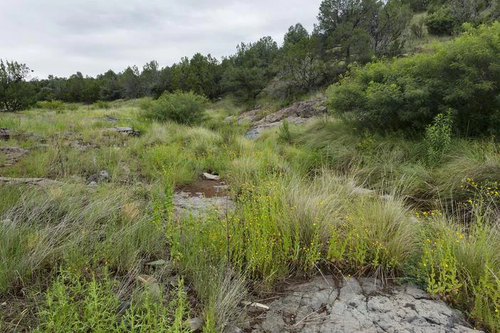 Eleocharis intermedia image