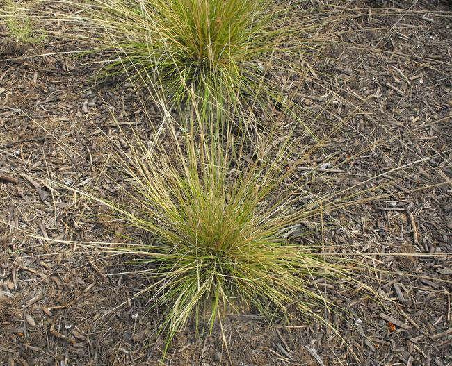 Muhlenbergia dubia image