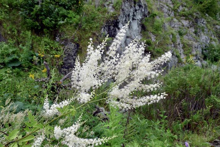Actaea dahurica image