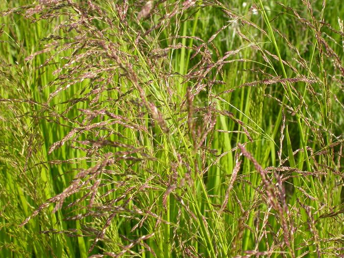 Glyceria grandis image