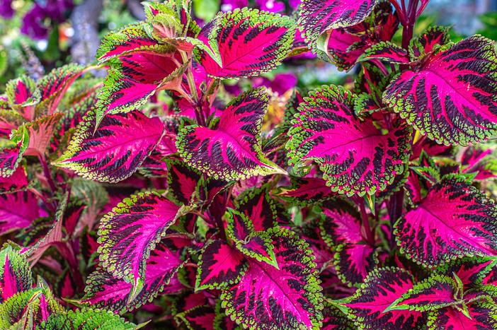 Coleus scutellarioides image
