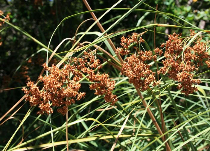 Cladium mariscus subsp. jamaicense image