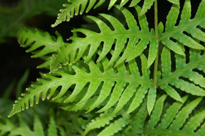 Woodwardia spinulosa image