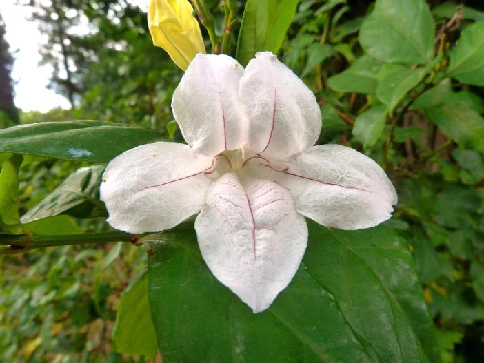 Mackaya bella image