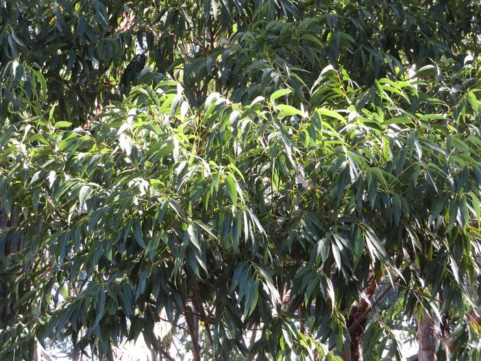 Eucalyptus rudis image