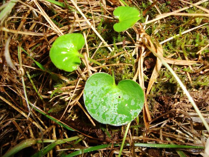 Dichondra sericea image