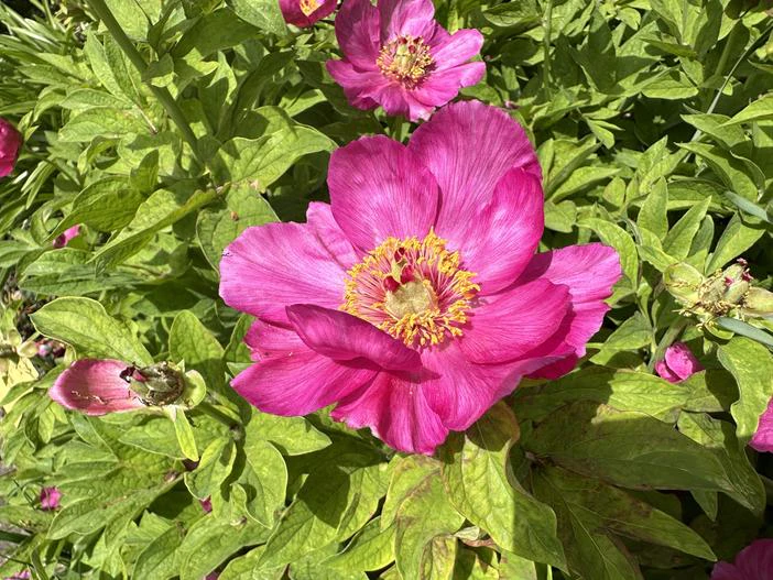 Paeonia veitchii image
