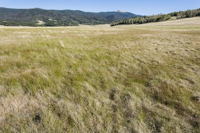 Potentilla plattensis image