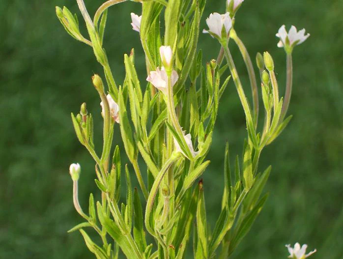 Epilobium strictum image