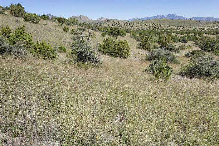 Quercus microphylla image