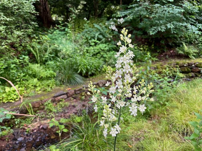 Veratrum virginicum image