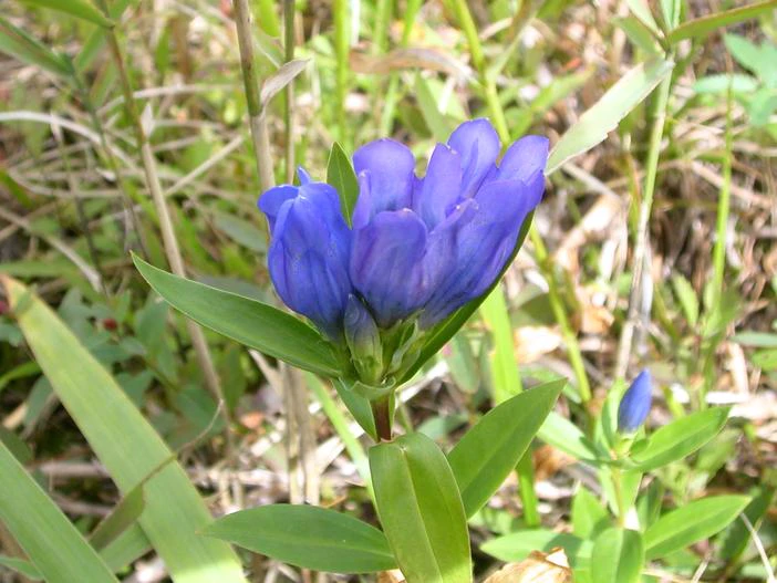 Gentiana makinoi image