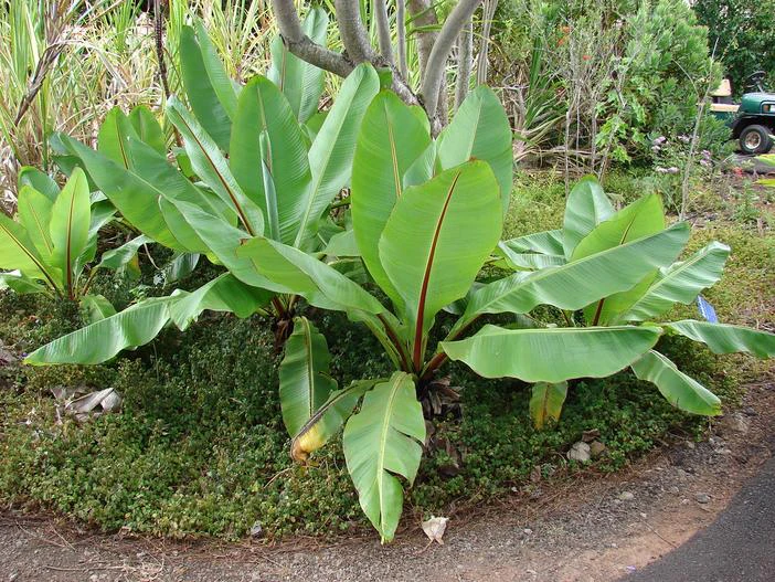 Ensete ventricosum image