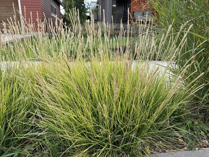 Sesleria autumnalis image