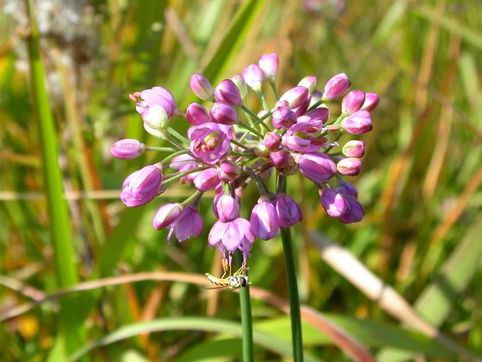 Allium thunbergii image