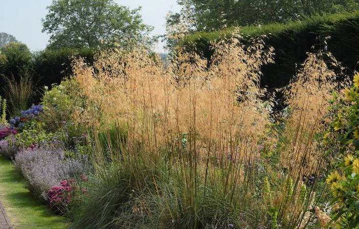 Stipa gigantea image