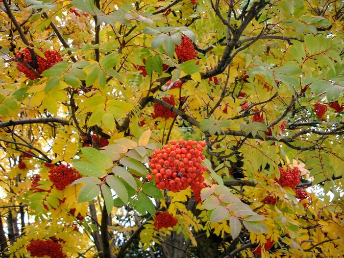 Sorbus decora image