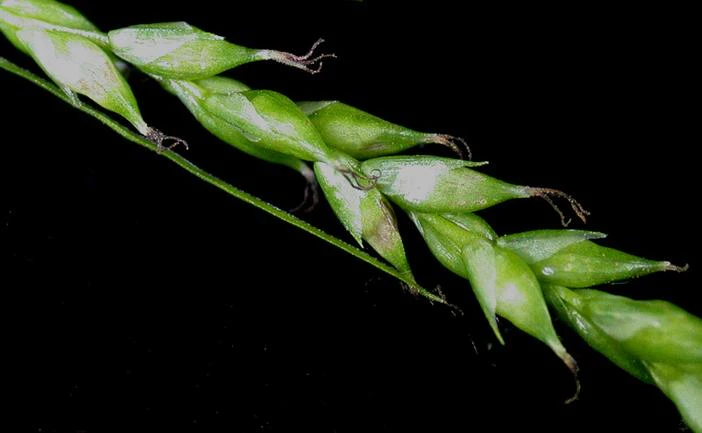 Carex arcta image