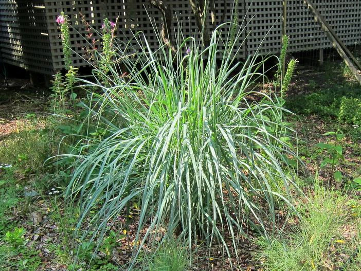 Panicum amarum image