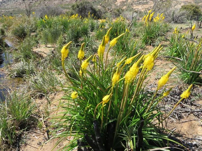 Bulbinella nutans image