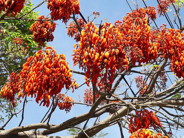 Erythrina verna image