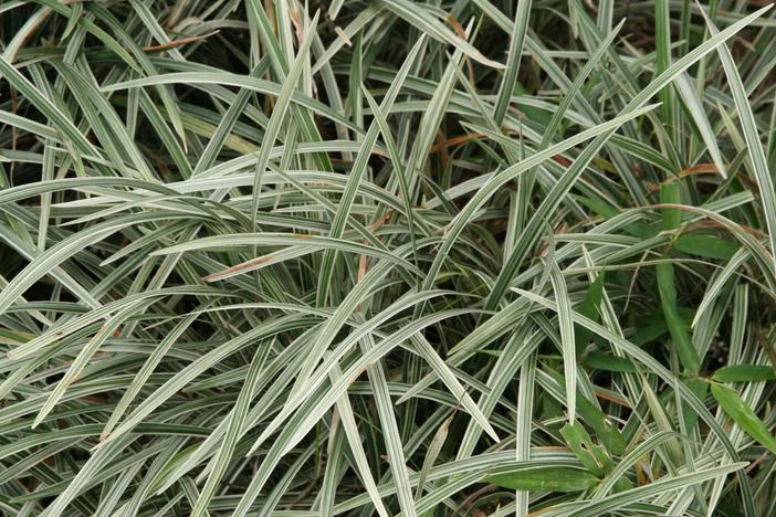 Ophiopogon intermedius image