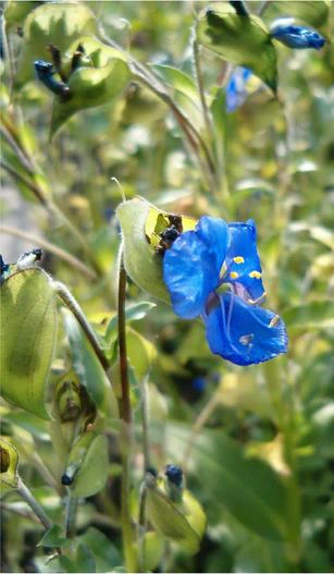 Commelina coelestis image