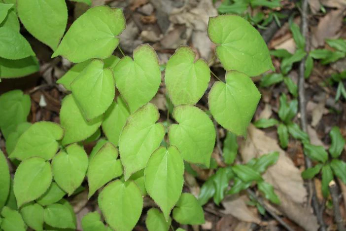 Epimedium koreanum image