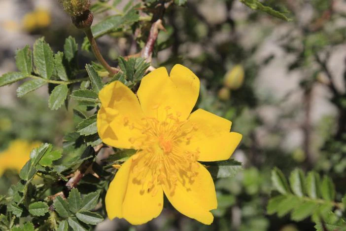 Rosa ecae image