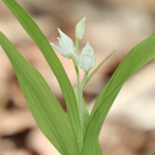 Cephalanthera longibracteata image