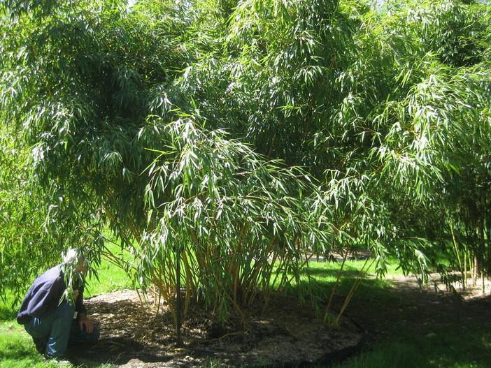 Phyllostachys vivax image