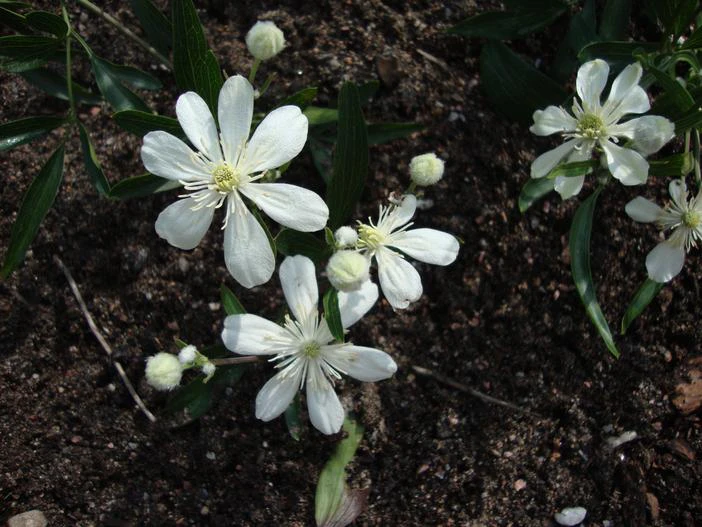 Clematis hexapetala image