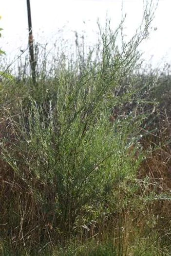 Salix sessilifolia image