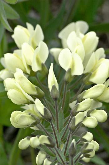 Baptisia bracteata var. leucophaea image