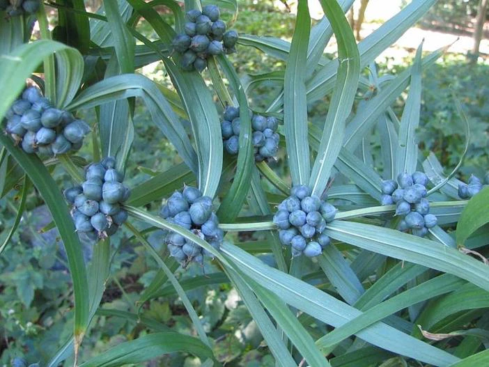 Polygonatum cirrhifolium image