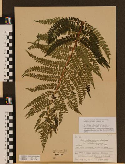 Polystichum retrosopaleaceum image