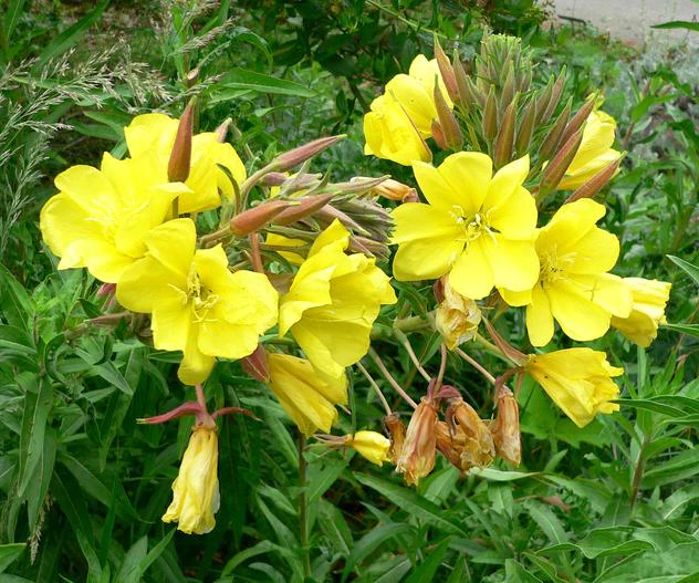 Oenothera elata subsp. hookeri image