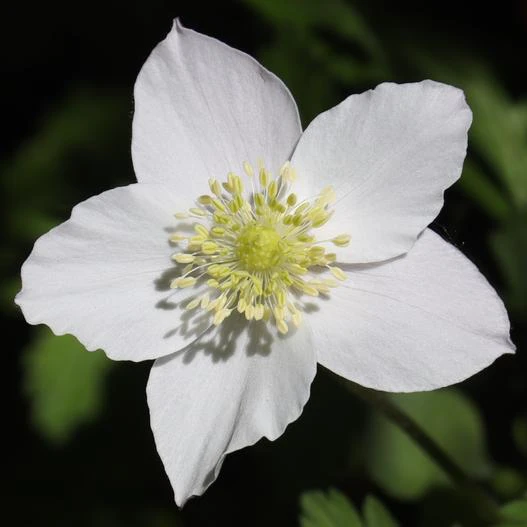 Anemone nikoensis image