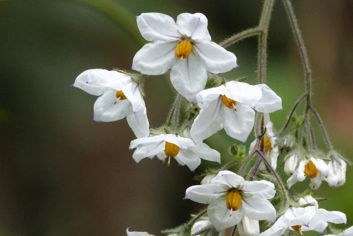 Solanum megalochiton image
