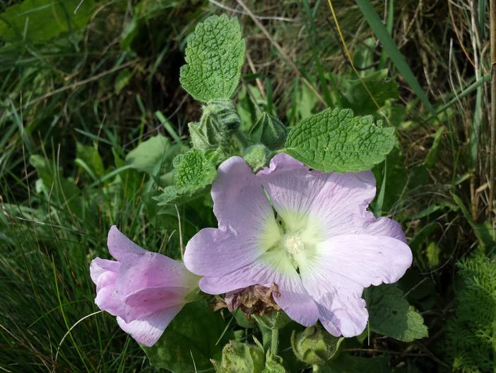 Alcea biennis image