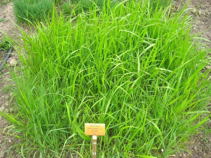Diarrhena americana image