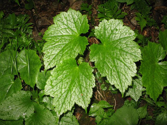 Actaea japonica image