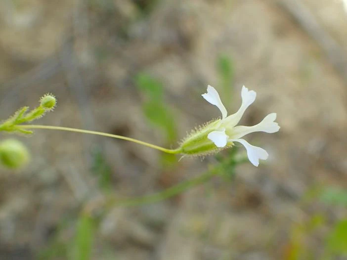 Gypsophila pilosa image