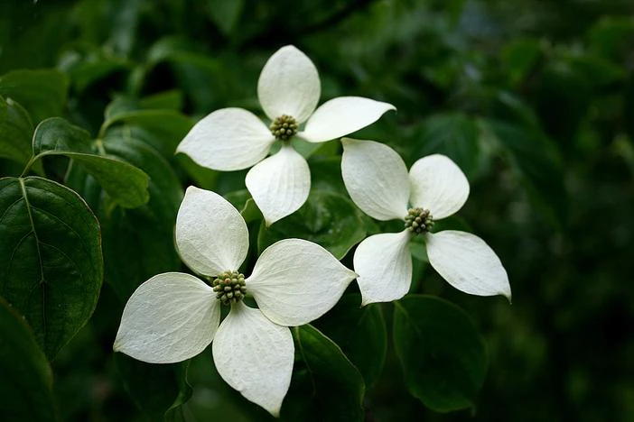 Cornus chinensis image