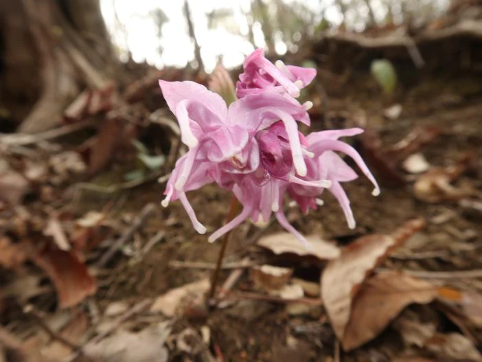 Epimedium sempervirens image