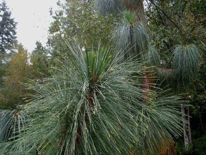 Pinus yunnanensis image