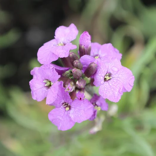 Erysimum linifolium image