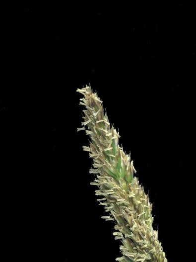 Deschampsia cespitosa subsp. holciformis image