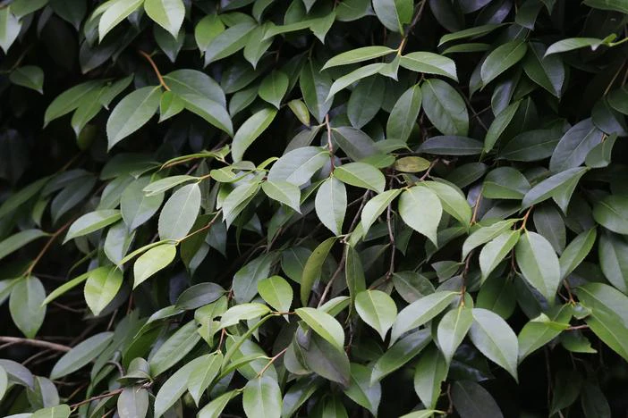Camellia chekiangoleosa image